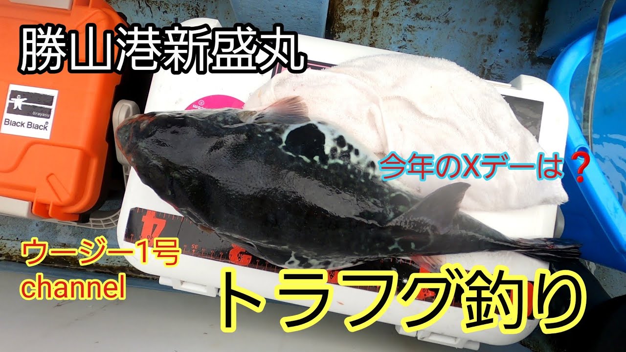 勝山港新盛丸さんでトラフグ釣り(2025年３月)