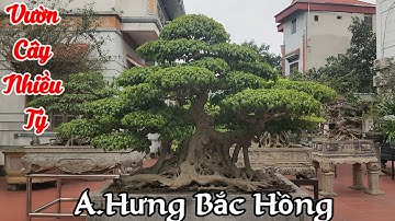 Choáng ngợp khu vườn toàn Cây đẹp Cây quý của anh Hưng Bắc hồng Đông Anh Hà Nội