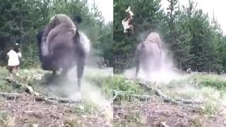 Bison Sends 9-Year-Old Girl Flying Through Air