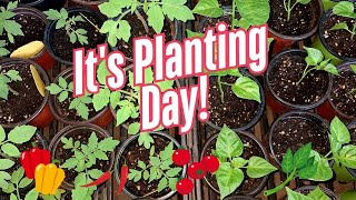 It's Time To Plant Out My Small Space Garden 🥒🫑🍓🍇🌶🍉#growingincontainers
