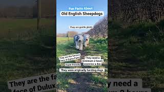 INTERESTING Facts About Old English Sheepdogs#dogshorts #dogfacts #viraldogvideos #duluxdog #dogs
