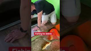 How I Clean The Python Pool! #shorts Wealth
