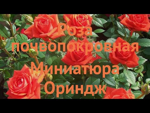 Видео: Рози в миниатюра