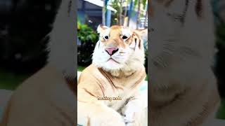 Cute Animal Moments That Heal All Unhappiness #AnimalFacts  #InterestingFacts #AnimalBehavior