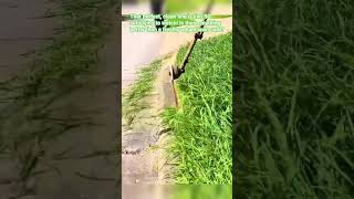 Cleanest Lawn Edge Ever? #shorts #oddlysatisfying #lawncare #satisfying