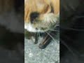 #trending #cute cat catch small bat#cat eat small bat...
