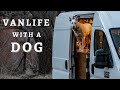 TINY LIVING with a BIG DOG | Gear, Training, Pros &amp; Cons