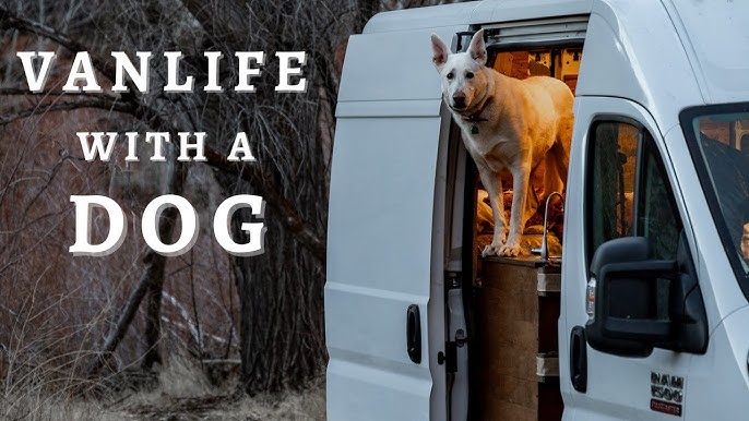 Vanlife With A Dog | (Tips And Tricks) - Youtube