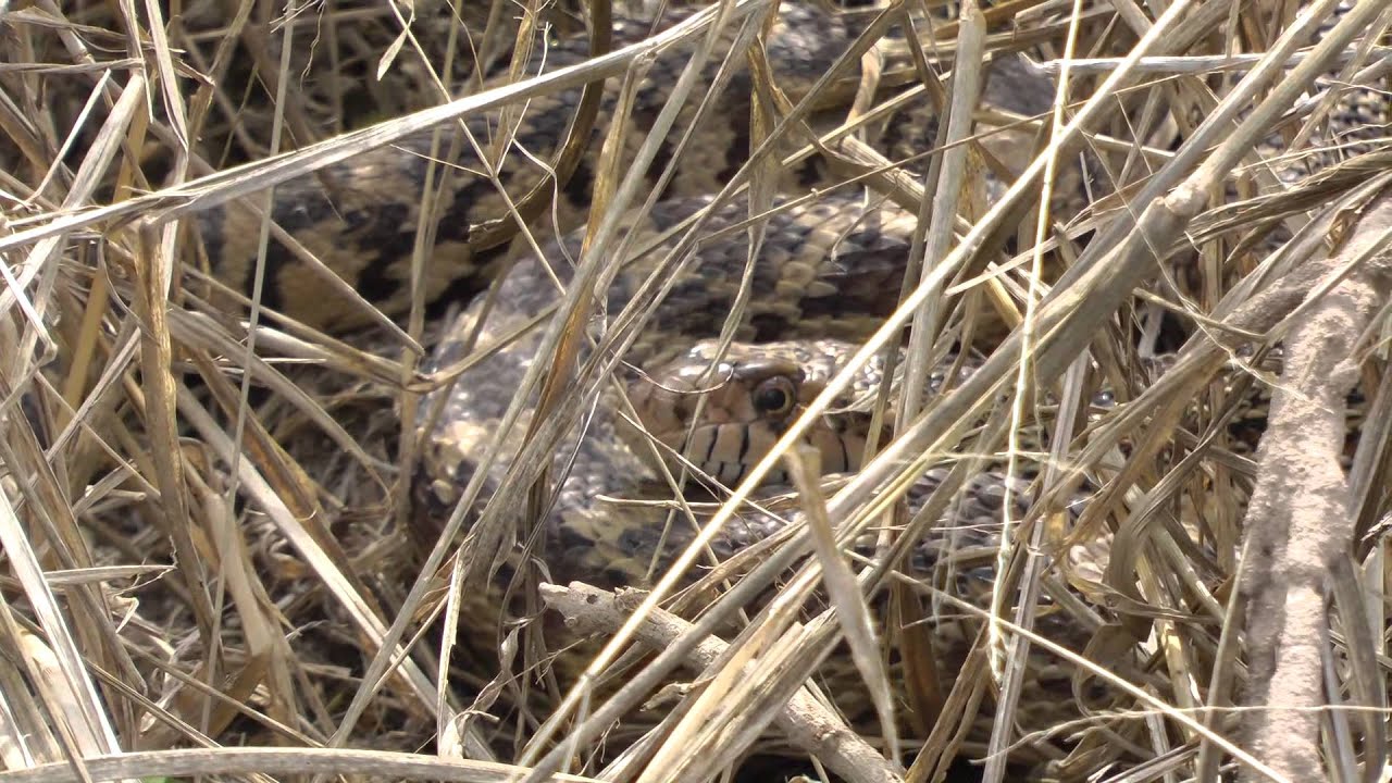 camera iphone 8 plus apk Diamondback water snake, Laguna Atascosa NWR 2013-02-18
