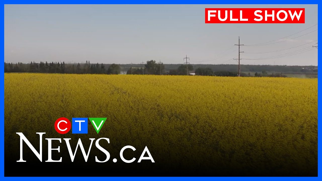 Alberta farmers to face new Chinese tariffs on canola | CTV Morning Live Edmonton for Aug. 12, 2025 Alberta farmers to face new Chinese tariffs on canola | CTV Morning Live Edmonton for Aug. 12, 2025