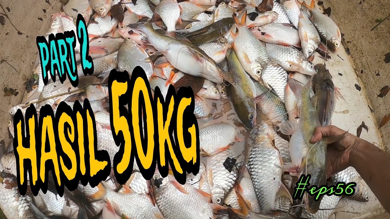 Tahan jaring ikan sungai / hasil luar biase part 2 /(#eps56)