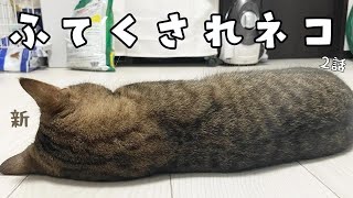 パパとママの晩ごはんを狙って怒られ、完全にふてくされた猫ｗｗ by 【子ライオン】みにら日記‐MINIRA‐Diary‐ 70,460 views 5 days ago 2 minutes, 27 seconds