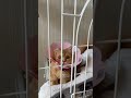 エリザベスカラーを外したい猫