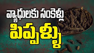 Download Lagu వ్యాధులకు సంకెళ్లు పిప్పళ్ళు | Home Remedies with Long Pepper (Pippallu) in Telugu | Weight Loss MP3
