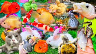 Catch Catfish, Goldfish, Koi, Carp, Colorful Carp, Aquarium Cleaner Fish