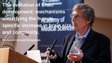 The Developing Brain Keynote: Professor Arnold Kriegstein