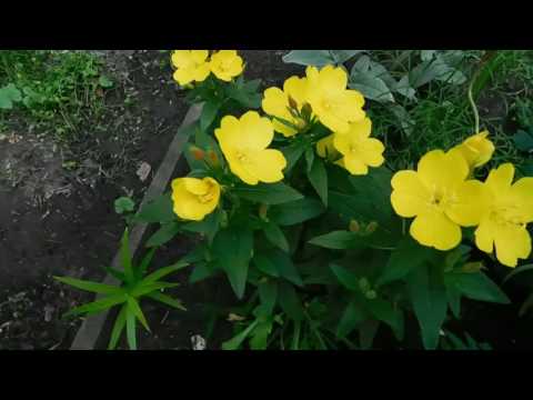 Video: Missouri Oenothera: opis, sadnja i njega