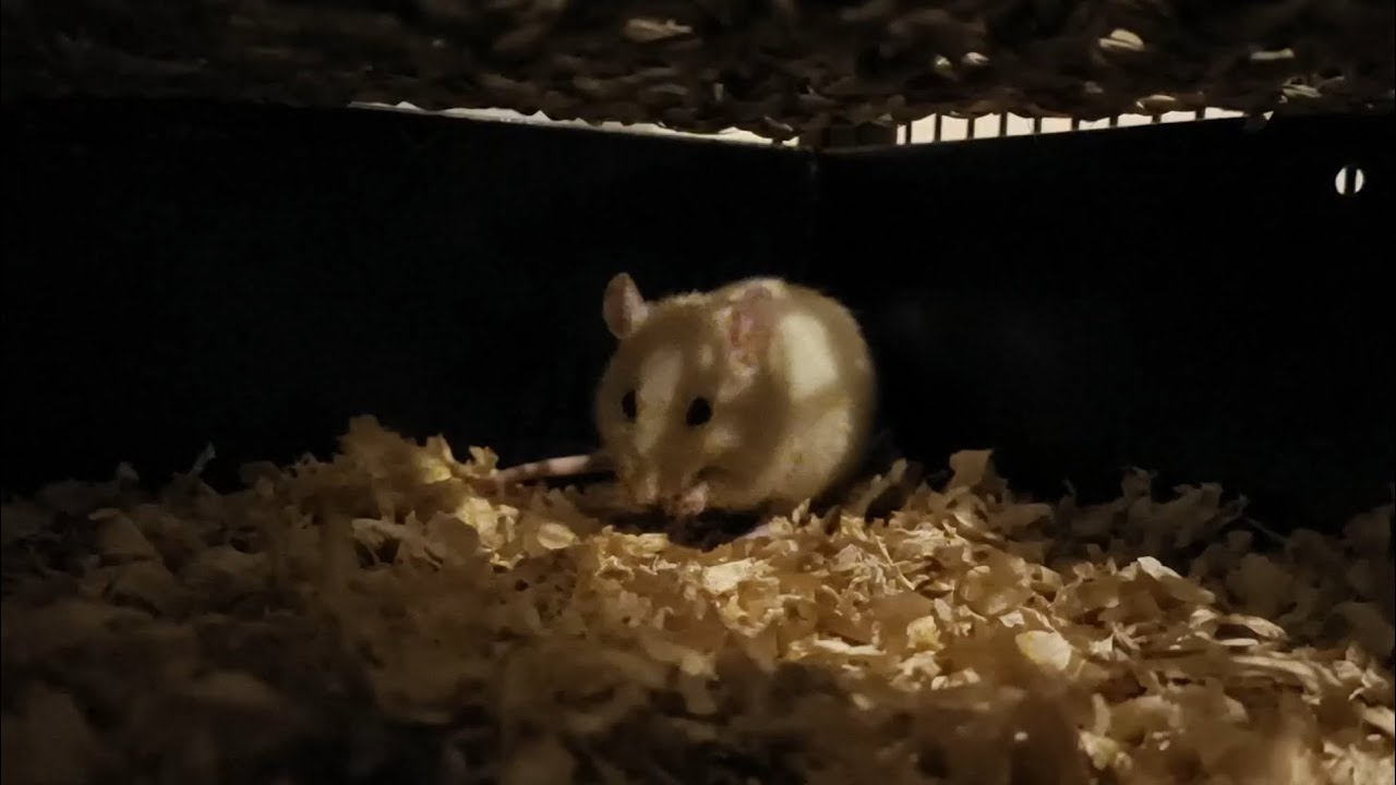 Bubble Grooming Inside Of Her Cage! YouTube