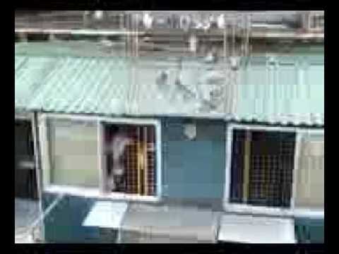 pigeon racing philippines optti loft youtube pigeon flyers loft
