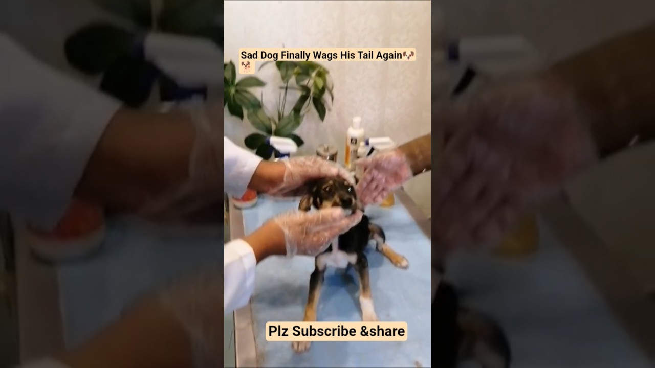 Abandoned Street Dog Finally Feel safe #shorts #dog
