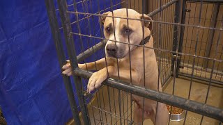 Cincinnati shelters hit record high amount of pets at facilities, offer free adoptions