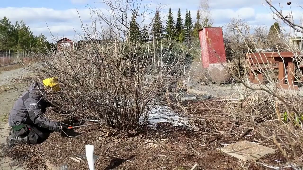 Mustaherukan leikkaus – Näin saat hyvän sadon | Pinsiön Taimiston vinkit