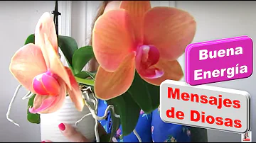 ¿Traen buena suerte las orquídeas?