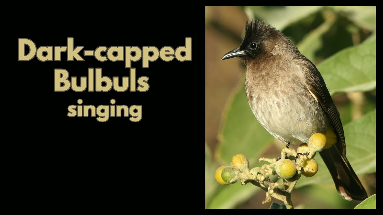 Dark-capped Bulbuls singing