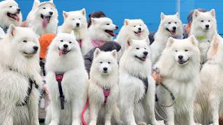大規模なサモエド会に参加したら一面サモエドで埋め尽くされる幸せ空間でした…
