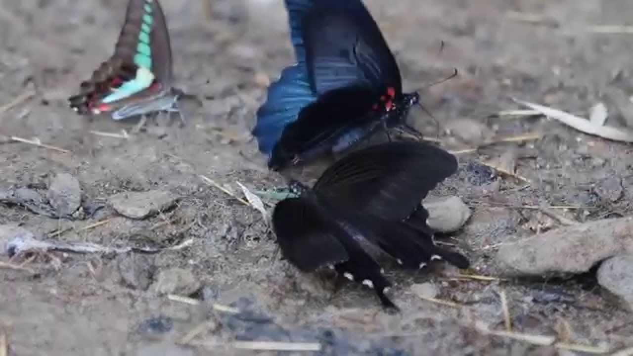 ナガサキアゲハ 長崎揚羽 アオスジアゲハ 青条揚羽 モンキアゲハ 紋黄揚羽 カラスアゲハ 烏揚羽 クロアゲハ 黒揚羽 Youtube