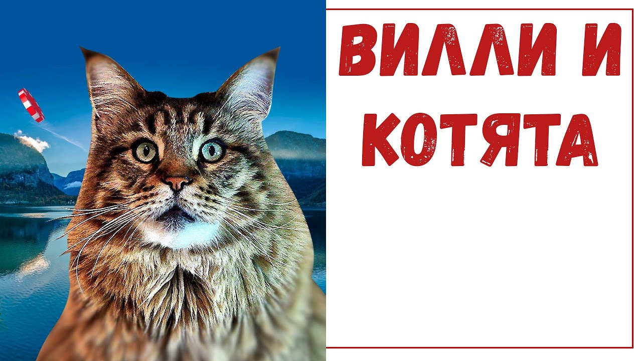 Кот вилли