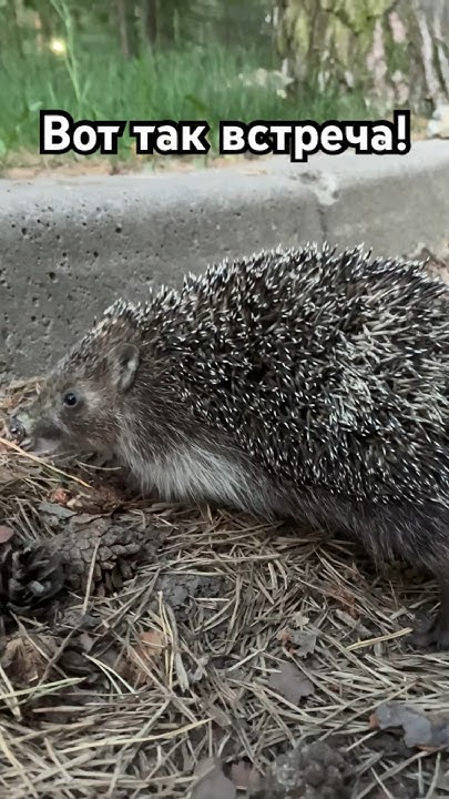 🦔 «Мягкий и пушистый» #ежик - YouTube