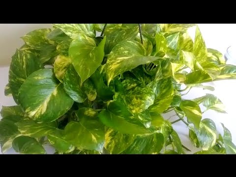 فيديو: أوراخ ماونتن سبانخ - معلومات عن حصاد نبات الأراش