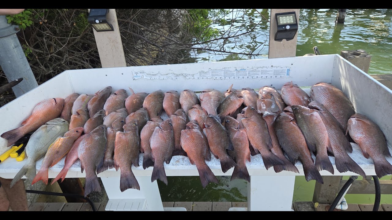 Snapper Offshore Tampa Bay 08052025 4K