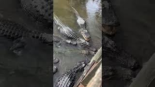 Big Alligators #gatorland