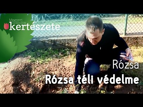 Videó: Rózsák téli ápolása: Rózsák előkészítése télre