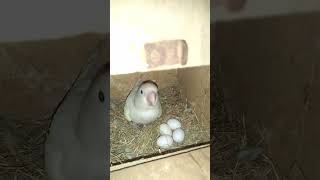 lovebird breeding progress albino shorts lovebirds