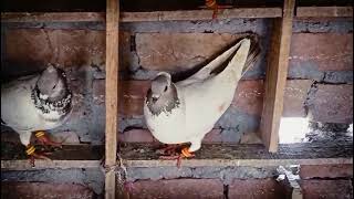 ✅ ✅ moina chat dar Breeding and Flying 📍 Location: Amroha, Uttar Pradesh 📞 Contact: +91 93153 09056