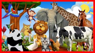 🐷QUE ANIMAL SOU EU- Com Som Dos Animais Da Fazenda🐶 -E-Animais Da Floresta-Vídeo Educativo Infantil👶