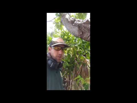 How to trim Raphis palms