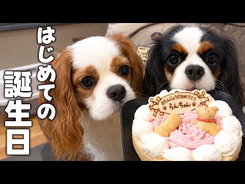 キャバリアるっちゃんねる【犬見知りキャバリア犬のゆる〜い日常