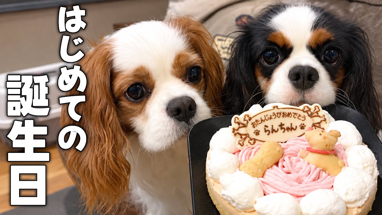 Celebrating our puppy's birthday with my brother!! Our little one