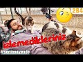 Kedi Rahatlama😍 YAYINLANMAYANLAR! Nurcan Teyzenin Kedileri cat relaxation therapy video @DoBiDa 264