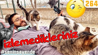 Kedi Rahatlama YAYINLANMAYANLAR! Nurcan Teyzenin Kedileri cat relaxation therapy video @DoBiDa 264