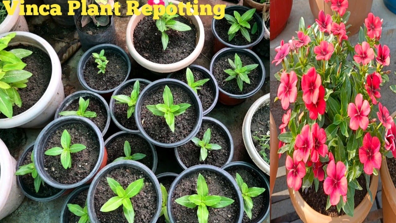 Vinca Plant की Repotting कैसे करें 🏵️🌼 YouTube