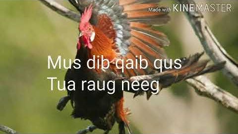 Neej neeg mus dib qaib qus tua raug neeg thiab pom dab