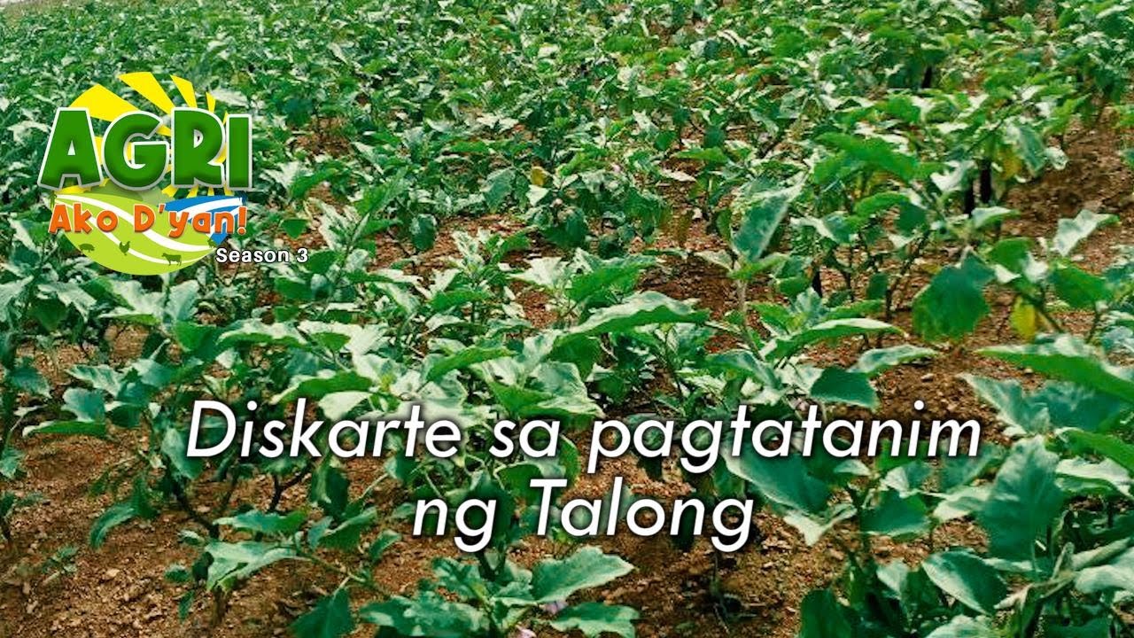 Diskarte sa pagtatanim ng Talong - YouTube
