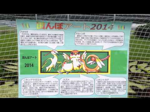 2014.07.23 あさひ 東鷹栖、JAたいせつ「田んぼアート2014」へ【生後1年と119日】