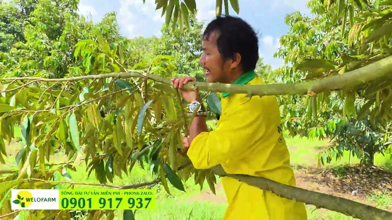 Cách tỉa cành sầu riêng | Kỹ thuật tỉa cành sầu riêng - HƯỚNG DẪN LÀM CÀNH