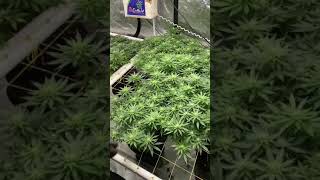 4x8 Scrog grow update
